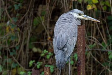 Gray heron (Ardea cinerea), close up portrait of head, big wading bird standing in the water, details of his gray feathers and long beak, scene form wild nature ,