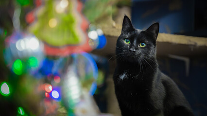 A black cat stares in surprise at a Christmas tree with festive lights