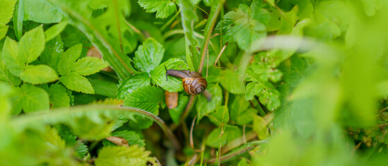 snail on a stem among greenery