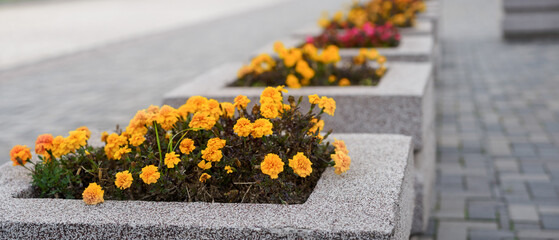yellow flowers in flower beds on the sidewalk in the city