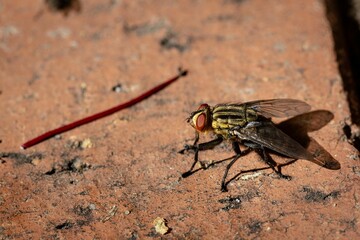 Closeup of yellow fresh fly in the garden at Umina Beach in Australia