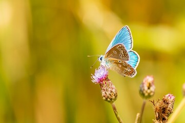Closeup shot of a small butterfly with blue wings perched on a flower in a blurred background