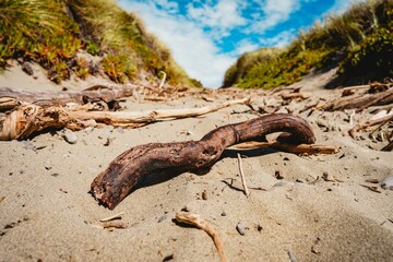Fototapeta premium Closeup shot of a broken wooden branch on the sand on the beach in Christchurch, New Zealand