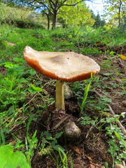 Champignon sauvage dans les Cévennes, Occitanie