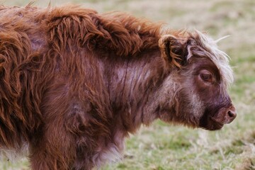 Closeup shot of a brown highland cattle