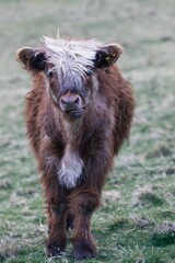 Fototapeta premium Closeup vertical shot of a brown highland cattle walking on the grass