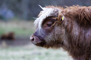 Fototapeta premium Closeup shot of a brown highland cattle