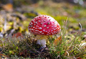Red fly agaric mushroom closeup with white dots on its cap on the forest ground 