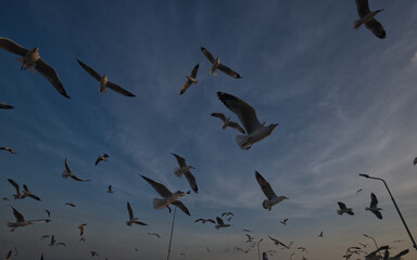 Seagull herd silhouette is flying in a sunset sky