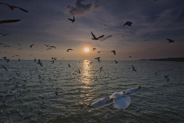 A seagull is flying among his flock in a sunset sea