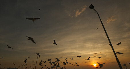 Seagull herd silhouette is flying in a sunset sky