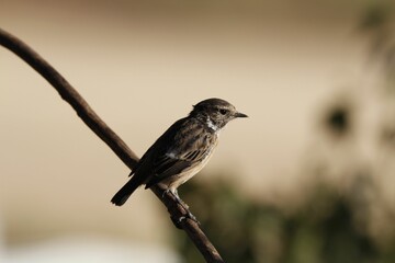 European stonechat bird perched on a tree branch against a natural blurry background.