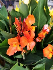 Vertical shot of orange Indian shot flowers in the garden