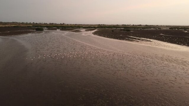Aerial view of flamingos starting flying over the ocean at sunset in Mussulo bay, Luanda, Angola