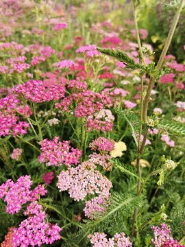 Pink and purple Yarrow flowers in lush green meadow - floral wallpaper