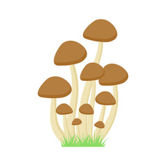 Mushroom with grass on transparent background.