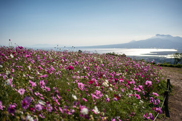 Fototapeta premium field of flowers