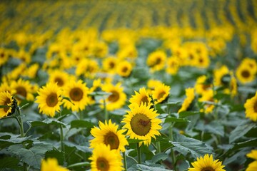 Sunflowers