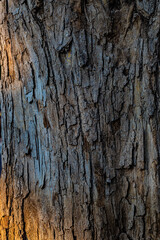 bark of a tree close up