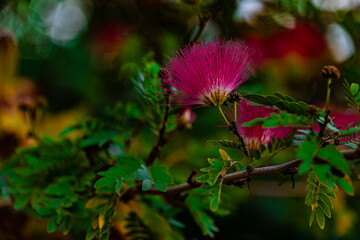 red flower and green leaves