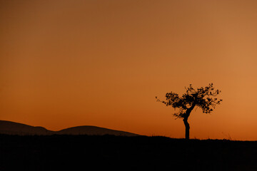 Lone lone acacia tree in silhouette against the setting sun just behind it in an open field