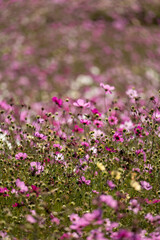 pink flowers