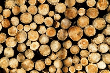 Bunch of cut trunks put on each other