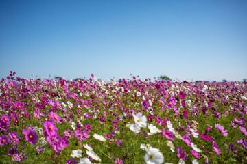 field of purple and white flowers