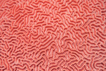 Abstract background in trendy coral color - Organic texture of the hard brain coral