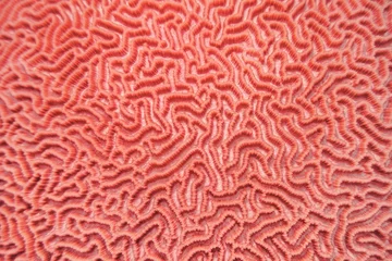 Gardinen Korallenriff Abstract background in trendy coral color - Organic texture of the hard brain coral  © Tunatura
