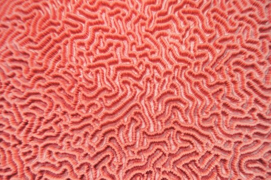 Abstract background in trendy coral color - Organic texture of the hard brain coral