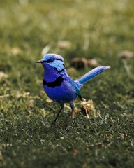 Closeup of a small splendid fairywren perched on the green grass