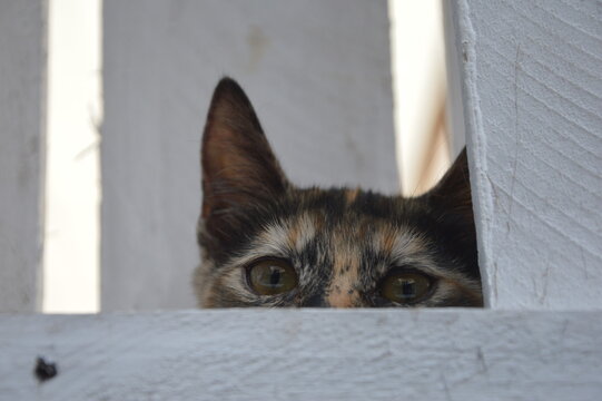 Bebita