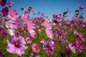 Fototapeta premium Pink flower field