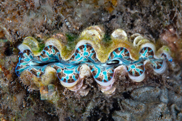 A juvenile Giant clam, Tridacna squamosa, grows on a coral reef in Indonesia. Giant clams are common on reefs throughout the Coral Triangle. 