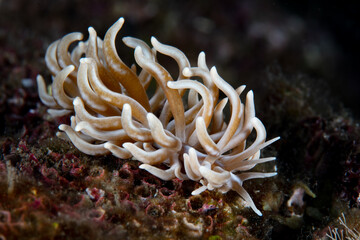 Fototapeta na wymiar A Yellow-tipped phyllodesmium nudibranch, Phyllodesmium briareum, crawls across the seafloor in Indonesia. This spectacular species of sea slug feeds on soft corals. 