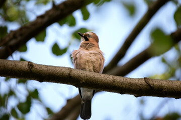 Beautiful jay bird on branch tree