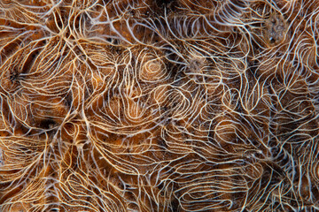 Detail of an encrusting sponge growing on a reef in Komodo National Park, Indonesia. Sponges are found in ever marine habitat around the world.
