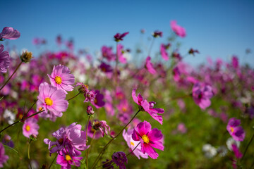 Obraz na płótnie Canvas Pink flower field