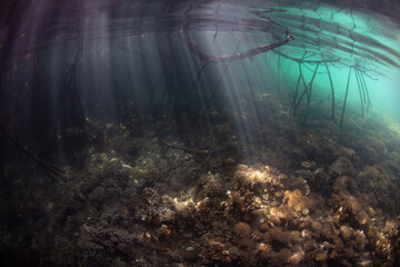 Beams of sunlight descend into the shadows of a healthy Indonesian mangrove forest. Mangroves provide important habitat for marine invertebrates, fish, birds, and fruit bats.