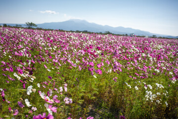 Pink flower field