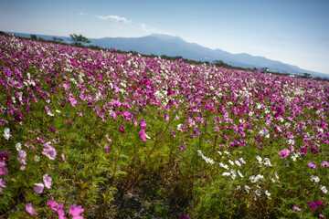Pink flower field