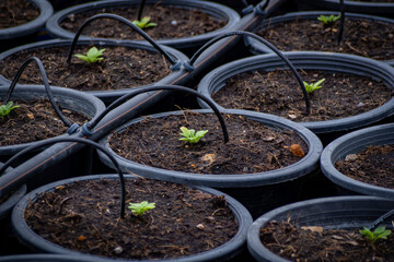 Young green seedlings are growing.