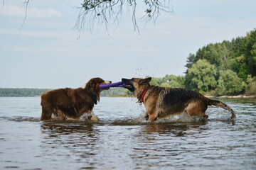 Active and energetic pets in nature. Two dogs play tug of war toys standing in water. Australian...