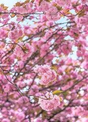 Closeup on pink japanese kanzan cherry blossoms branches in the Asukayama park of Tokyo.
