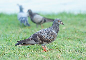The clear full body of dove or pigeon standing on soft green grass by the lake.