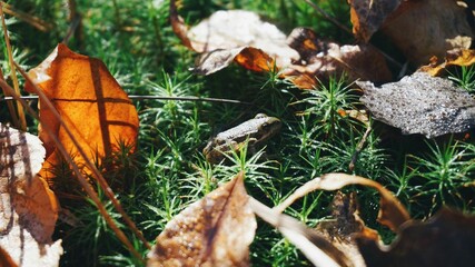 Closeup shot of fallen leaves