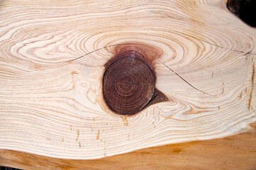 Texture of a longitudinal section of a tree trunk. Bough in the tree. background image. Template...