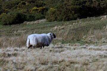 Male sheep grazing in the nature