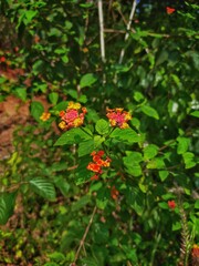red and green